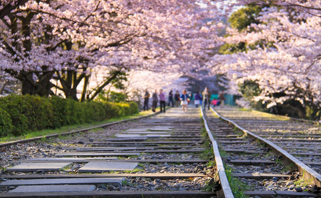 top 6 con đường sống ảo chất lừ cùng hoa anh đào ở kyoto (p.1)