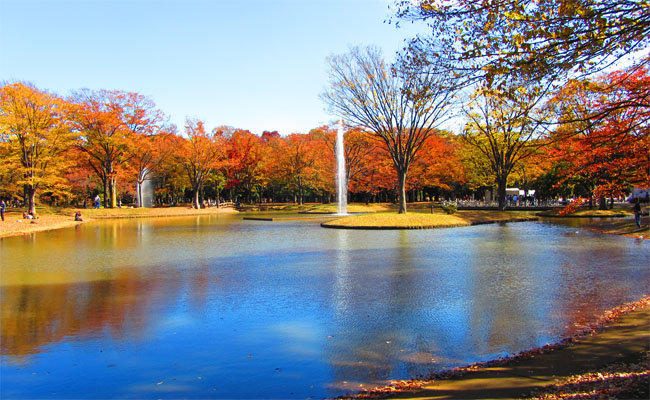 Công viên Yoyogi – Điểm đến “miễn vé” không nên bỏ qua khi đến Tokyo