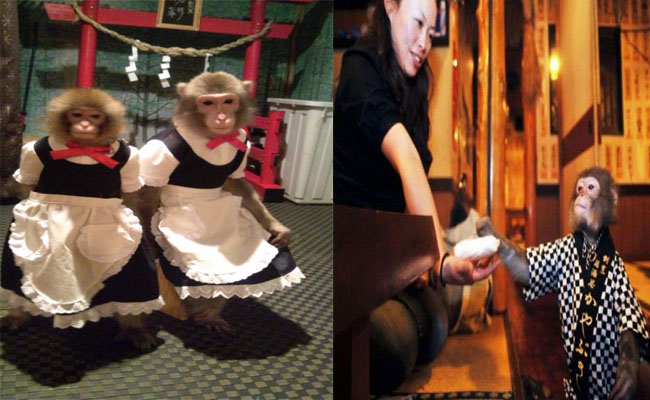 kayabukiya thu hút thực khách với nhân viên phục vụ khỉ