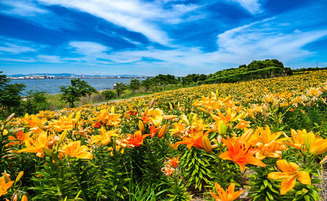 3 điểm “sống ảo” cùng hoa lily đẹp miễn chê vào mùa hè Nhật Bản