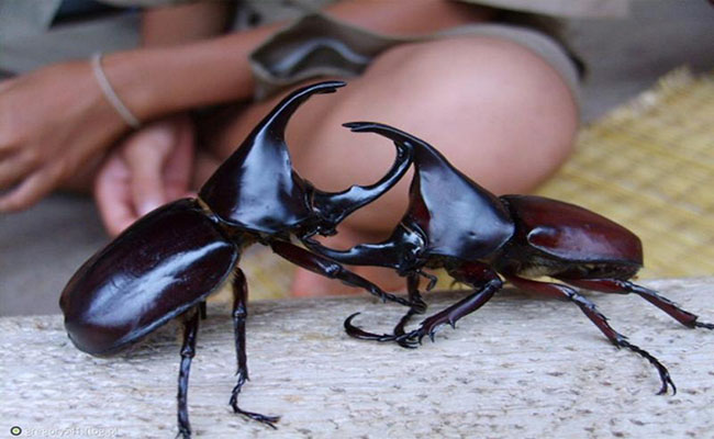 Thưởng lãm những nét độc đáo của lễ hội bọ cánh cứng Nhật Bản
