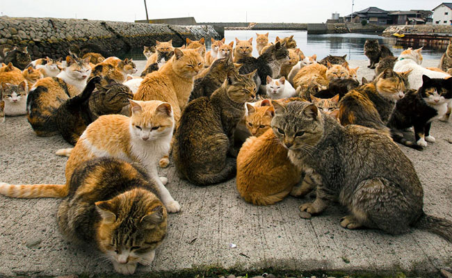 Khám phá những vùng đất Nhật Bản được thống trị bởi loài mèo