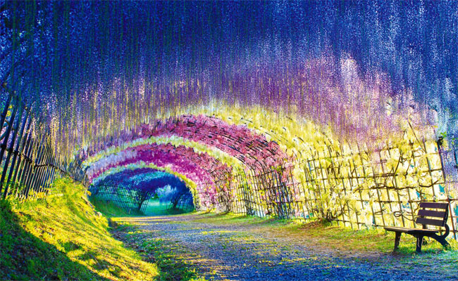 Vườn hoa tử đằng Kawachi vẻ đẹp không thể cưỡng của mùa hè Nhật Bản