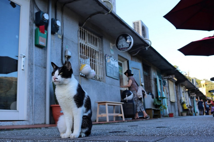 ngôi làng dành cho người yêu mèo ở đài loan