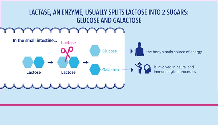 Lactose là gì? Những điều cần biết khi cơ thể bất dung nạp Lactose