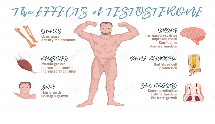 testosterone là gì? điều cần biết về loại hormone cho phái mạnh ra sao?