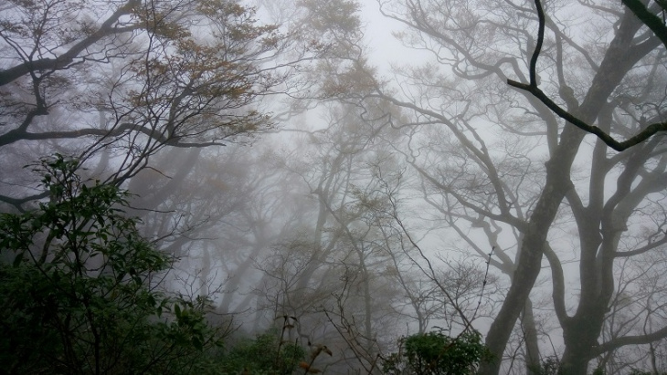 khám phá vẻ đẹp thiên nhiên ở rừng tái sinh taipingshan đài loan