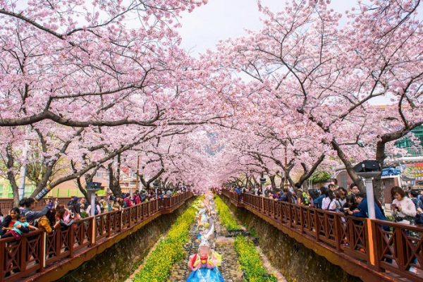 Những địa điểm ngắm hoa anh đào đẹp nhất tại Hàn Quốc