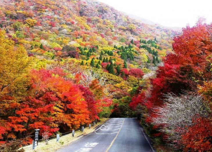 Khám Phá Vẻ đẹp Gây Thương Nhớ Của Núi Kuju ở Nhật Bản