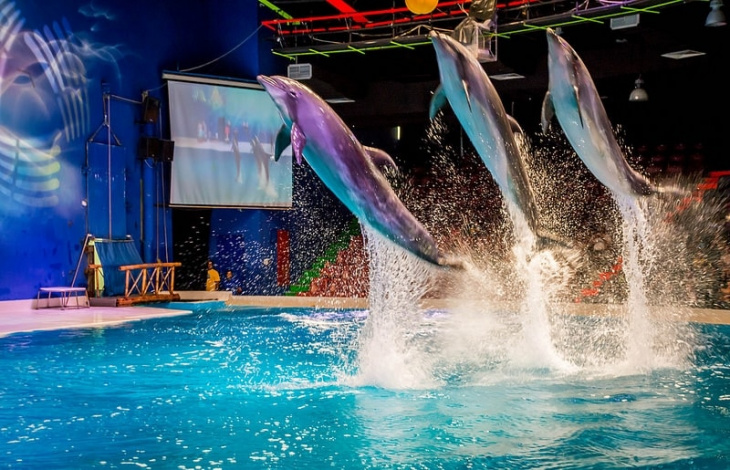 du lịch dubai dolphinarium – thưởng thức màn trình diễn cá heo