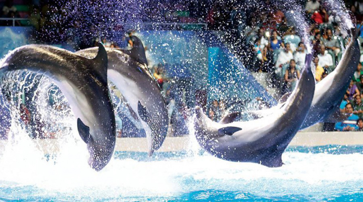 du lịch dubai dolphinarium – thưởng thức màn trình diễn cá heo