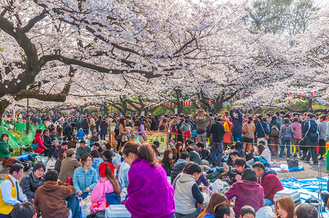 Du lịch Nhật Bản mùa hoa anh đào có gì hấp dẫn?