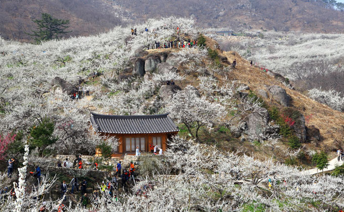 Những lễ hội hoa nổi tiếng nên biết khi đi du lịch Hàn Quốc