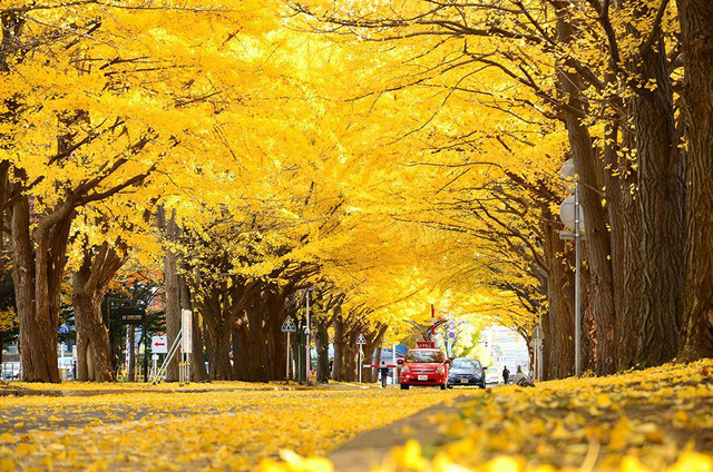 mùa thu êm đềm ở tokyo nhật bản