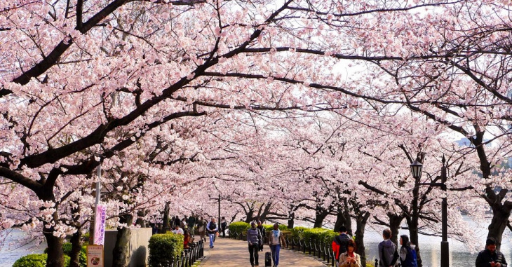 những địa điểm ngắm hoa anh đào đẹp nhất thành phố kyoto nhật bản