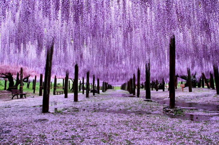 Khám Phá Hoa Tử đằng đẹp Như Mơ ở Nhật Bản