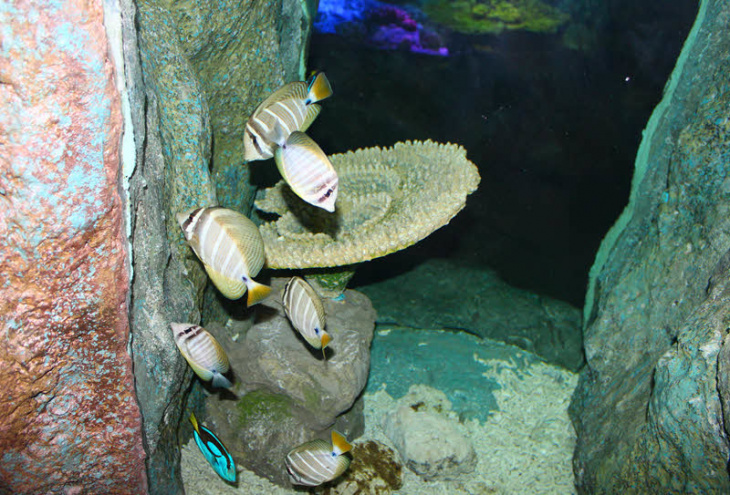 cuộc phiêu lưu kỳ thú đến với underwater world pattaya, thái lan