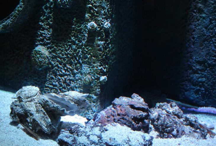 cuộc phiêu lưu kỳ thú đến với underwater world pattaya, thái lan