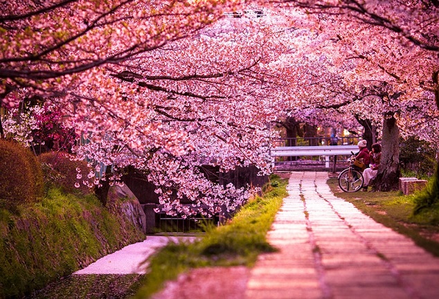 đi Du Lịch Nhật Bản Mùa Nào đẹp Nhất?
