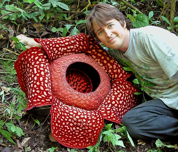 tới malaysia ngắm nhìn loài hoa rafflesia quý hiếm