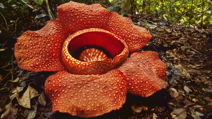 tới malaysia ngắm nhìn loài hoa rafflesia quý hiếm