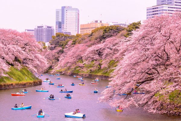 khám phá một số địa điểm ngắm hoa anh đào đầy mê hoặc ở tokyo