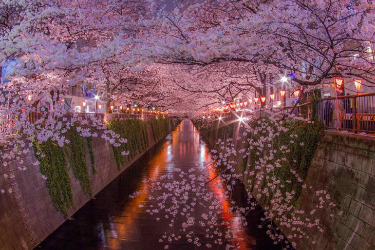 khám phá một số địa điểm ngắm hoa anh đào đầy mê hoặc ở tokyo