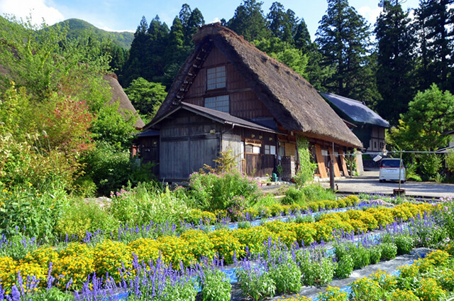 kể chuyện làng cổ shirakawago trong tour du lịch nhật bản