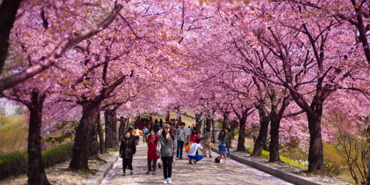 Du lịch Hàn Quốc tháng 4 để khám phá lễ hội xuân nổi tiếng