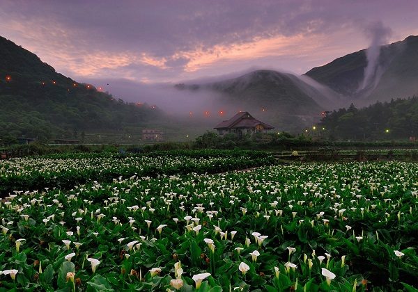 Mùa hoa Loa kèn trắng trên núi Dương Minh, du lịch Đài Loan
