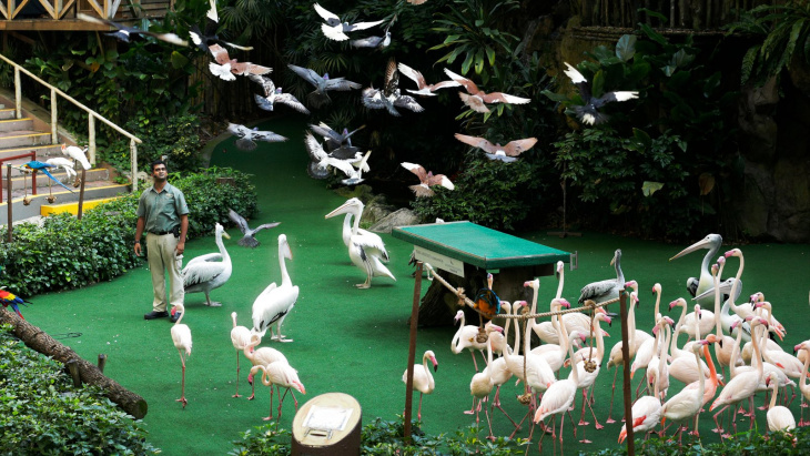 Khám Phá Vườn Chim Jurong Tuyệt Vời Tại Singapore