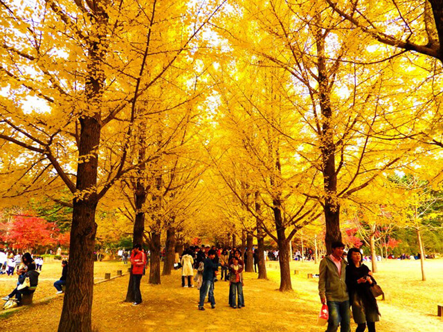 Bạn sẽ ân hận khi bỏ lỡ mùa thu Hàn Quốc