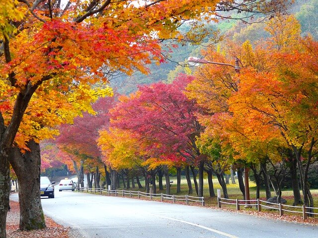 3 điểm du lịch hàn quốc đẹp mê hồn để ngắm lá vàng mùa thu tháng 10