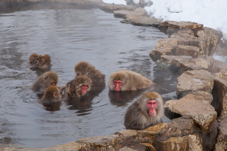công viên jigokudani – thiên đường của khỉ tuyết nhật bản