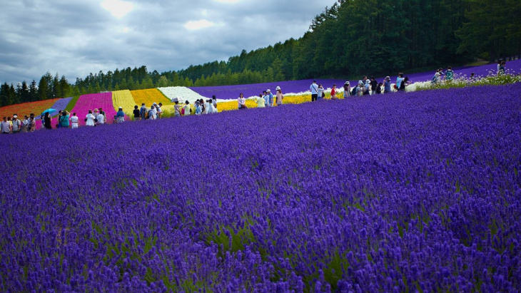 lung linh sắc hoa oải hương lavender tại hokkaido, nhật bản