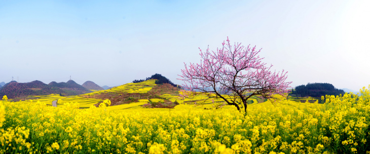 Đi tour Hàn Quốc để đón sắc hoa cải rực vàng trong nắng
