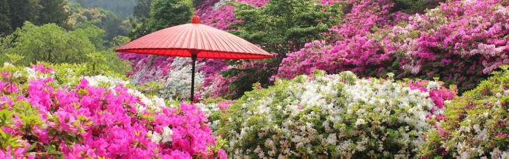 Khám Phá Một Số Vườn Hoa Tuyệt đẹp ở Nhật Bản
