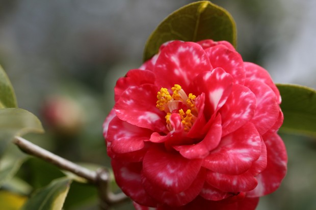 vẻ đẹp đến nao lòng của món quà mùa đông nhật bản – hoa trà đỏ
