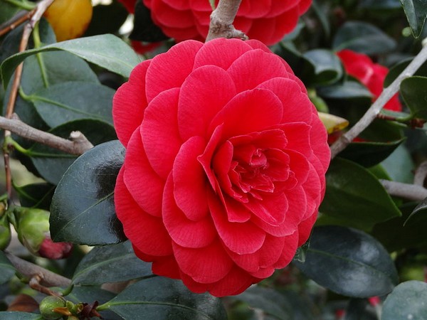vẻ đẹp đến nao lòng của món quà mùa đông nhật bản – hoa trà đỏ