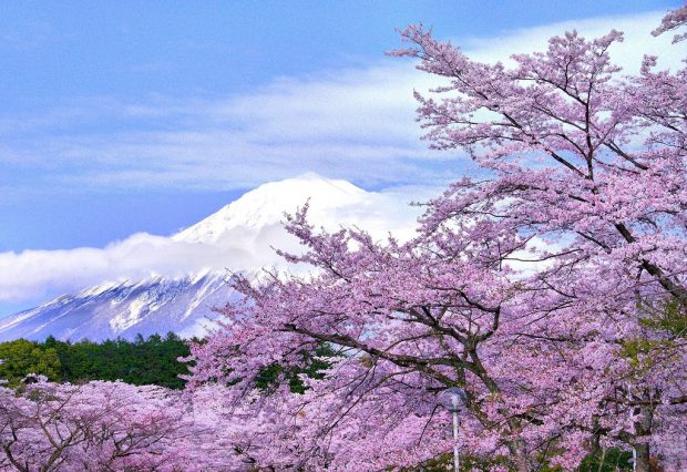 Những Loài Hoa Mùa Xuân ở Nhật Bản