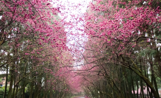 Ngắm hoa anh đào tại hòn đảo xinh đẹp Đài Loan