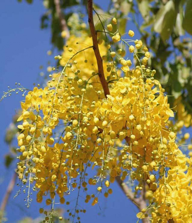 tìm hiểu về quốc hoa xứ chùa vàng trong tour thái lan