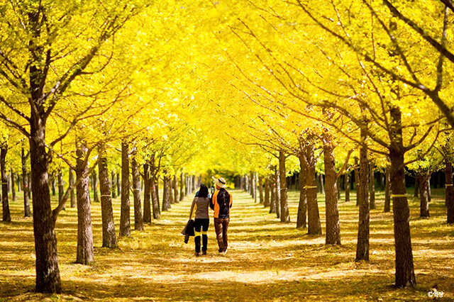Vì sao bạn nên đi du lịch Hàn Quốc vào mùa thu?