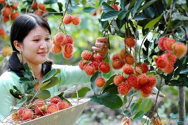 Oanh tạc 3 vườn trái cây nổi tiếng sát vách Sài Gòn trong mùa trái cây ở miền tây