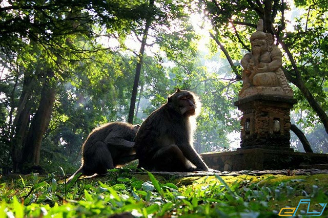 Những trải nghiệm thú vị tại rừng khỉ Ubud