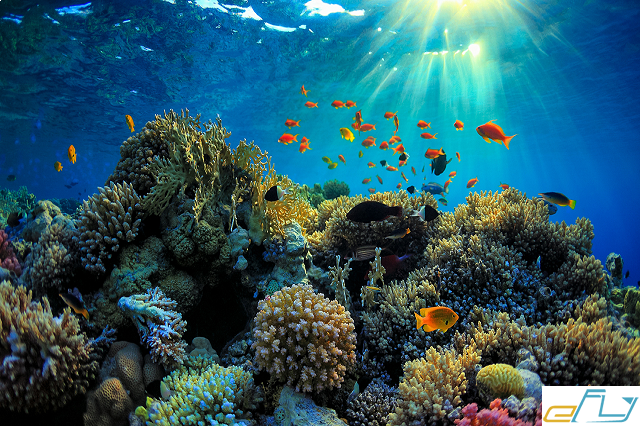 Đi tìm chân tướng những mẫu san hô đẹp nhất thế giới