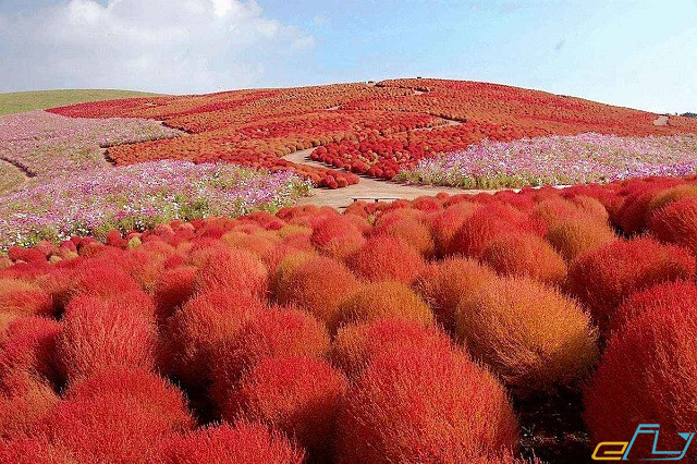 Khám phá vẻ đẹp bốn mùa tại công viên Hitachi Seaside – Nhật Bản