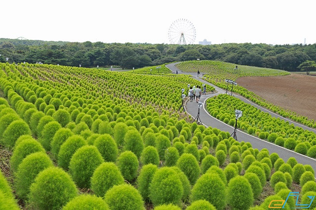 khám phá vẻ đẹp bốn mùa tại công viên hitachi seaside – nhật bản