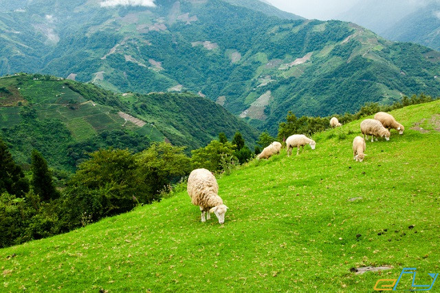 nông trại cừu cingjing farm – “thụy sỹ” thu nhỏ tại đài loan