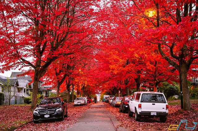 kinh nghiệm du lịch vancouver canada